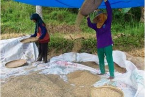 Petani saat mengolah hasil panennya.